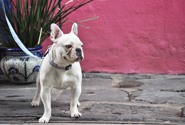 La guía de Coco el Frenchie para pasear por la ciudad.